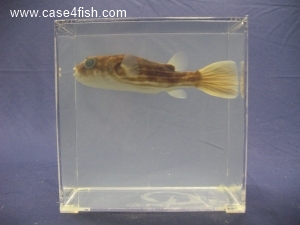 Foto Galerie/Tetraodontiformes/Tetraodon lineatus/Tetraodon lineatus_05_S.jpg
